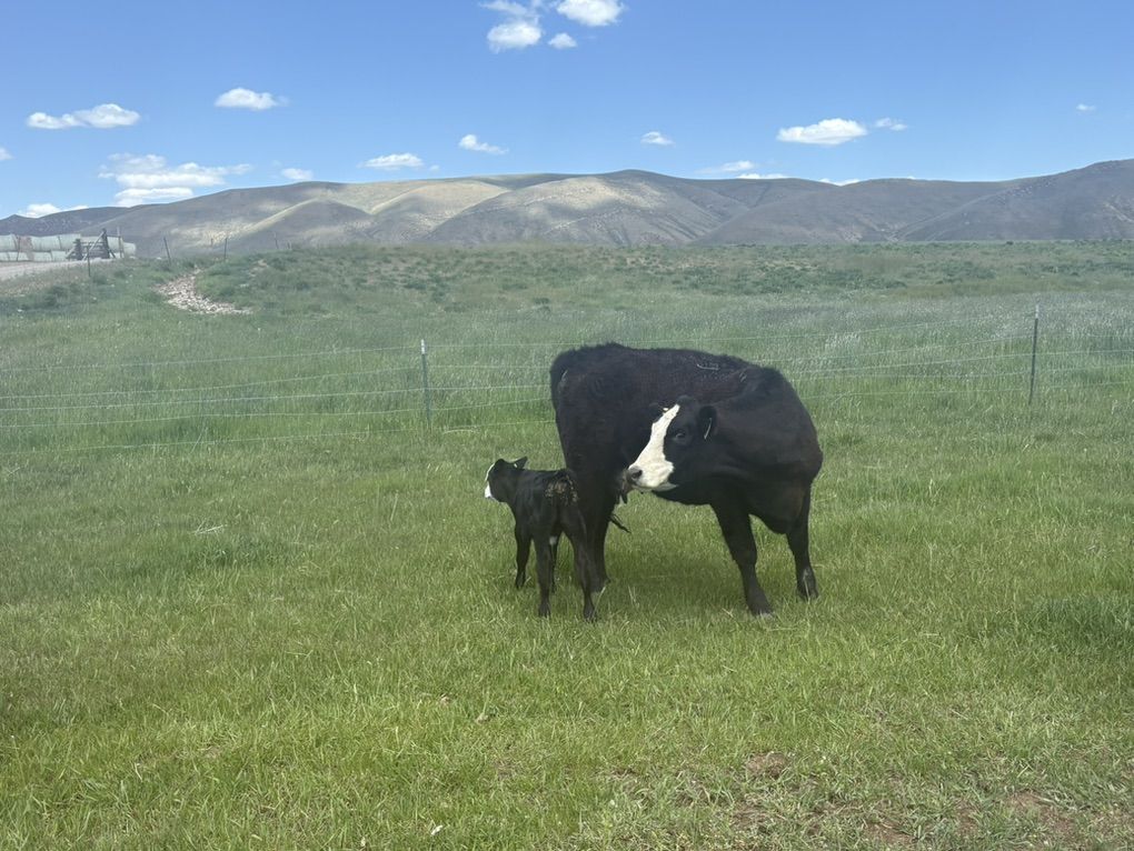 SimAngus Cow Calf Pairs