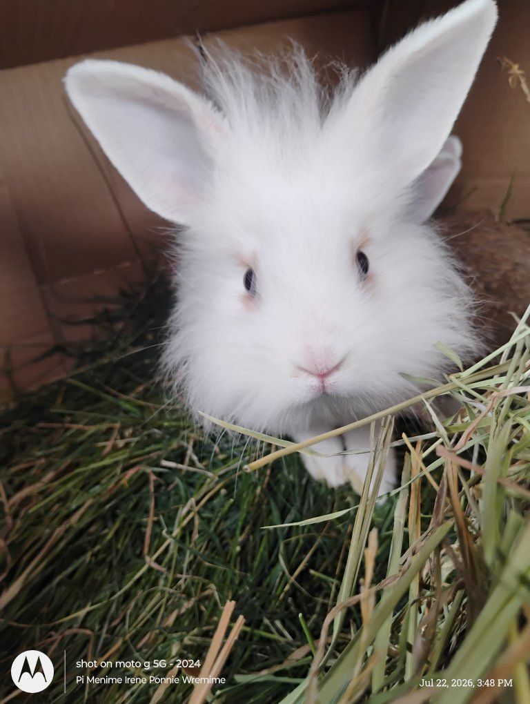 June bunnies to good homes