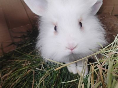 June bunnies to good homes