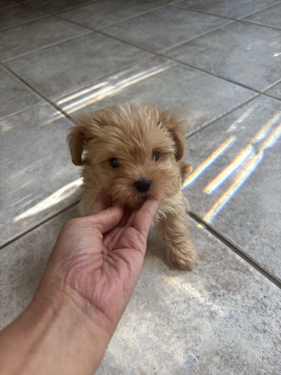 Teacup Yorkies puppies