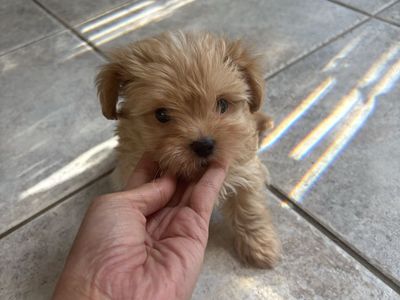 Teacup Yorkies puppies