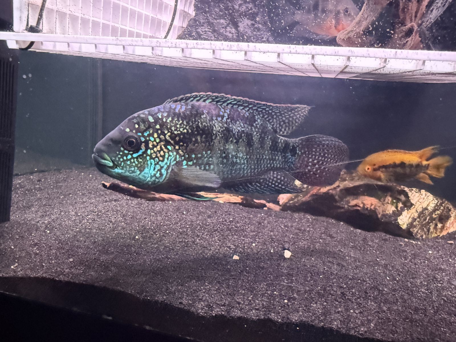Adult Male Jack Dempsey Cichlid (4 Years Old - Healthy & Large)