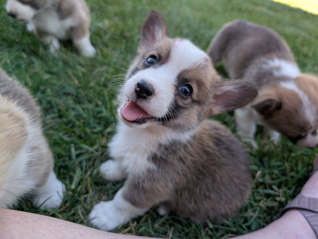 Adorable Purebred Pembroke Welsh Corgi Puppies for Sale.
