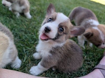 Adorable Purebred Pembroke Welsh Corgi Puppies for Sale.