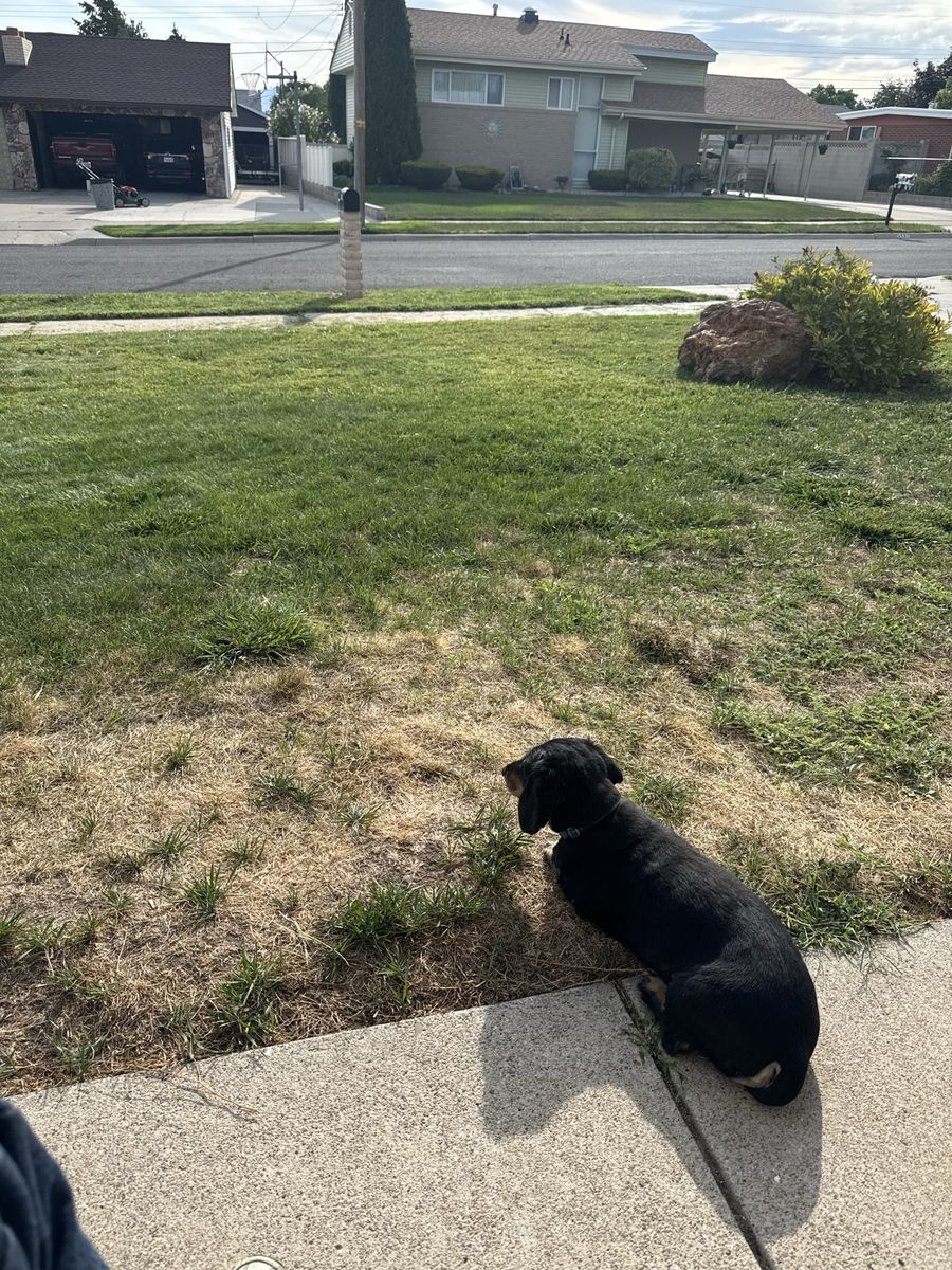 Mini dachshund