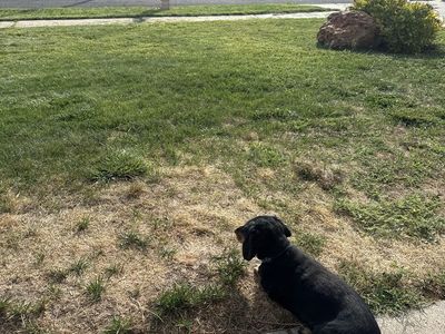 Mini dachshund