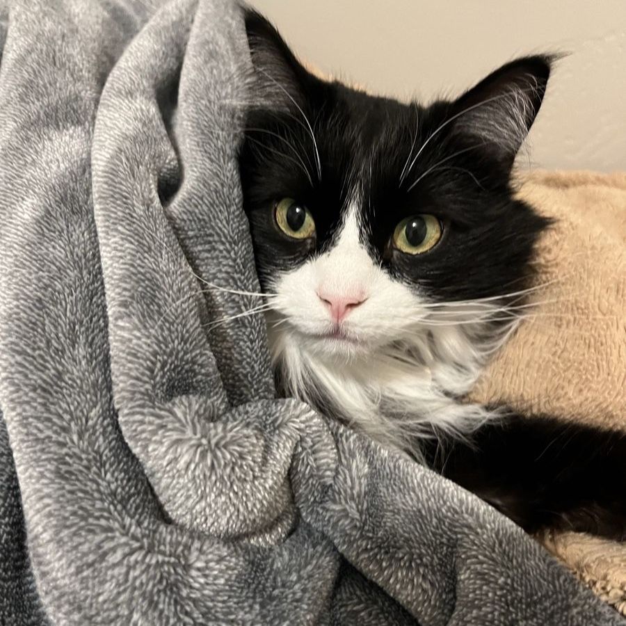 Free 5-Year-Old Female Long Haired Black and White Cat - Hazel