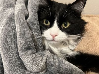 Free 5-Year-Old Female Long Haired Black and White Cat - Hazel