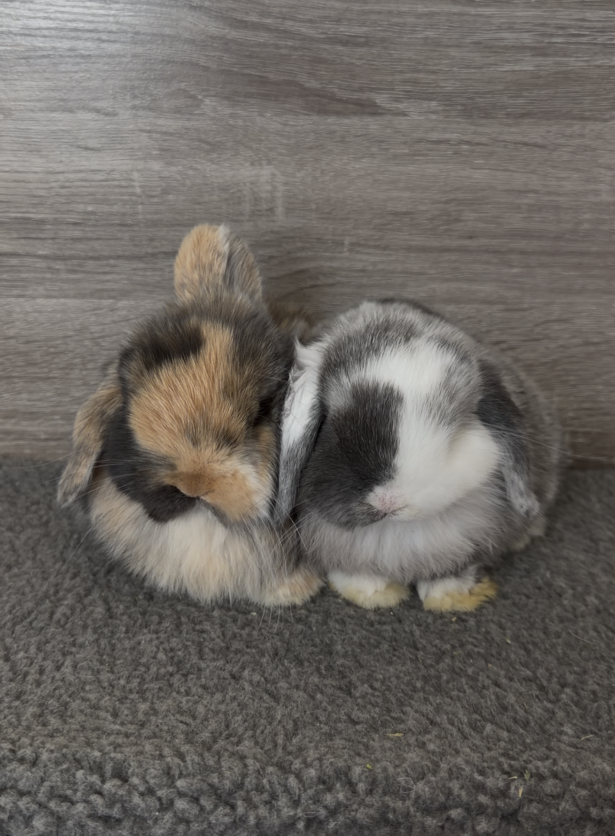 Stunning Holland Lops