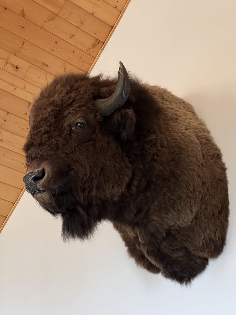 Large Taxidermy American Bison Buffalo Head Shoulder Mount Wall Decor - Legal tagged hunt