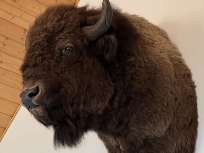 Large Taxidermy American Bison Buffalo Head Shoulder Mount Wall Decor - Legal tagged hunt