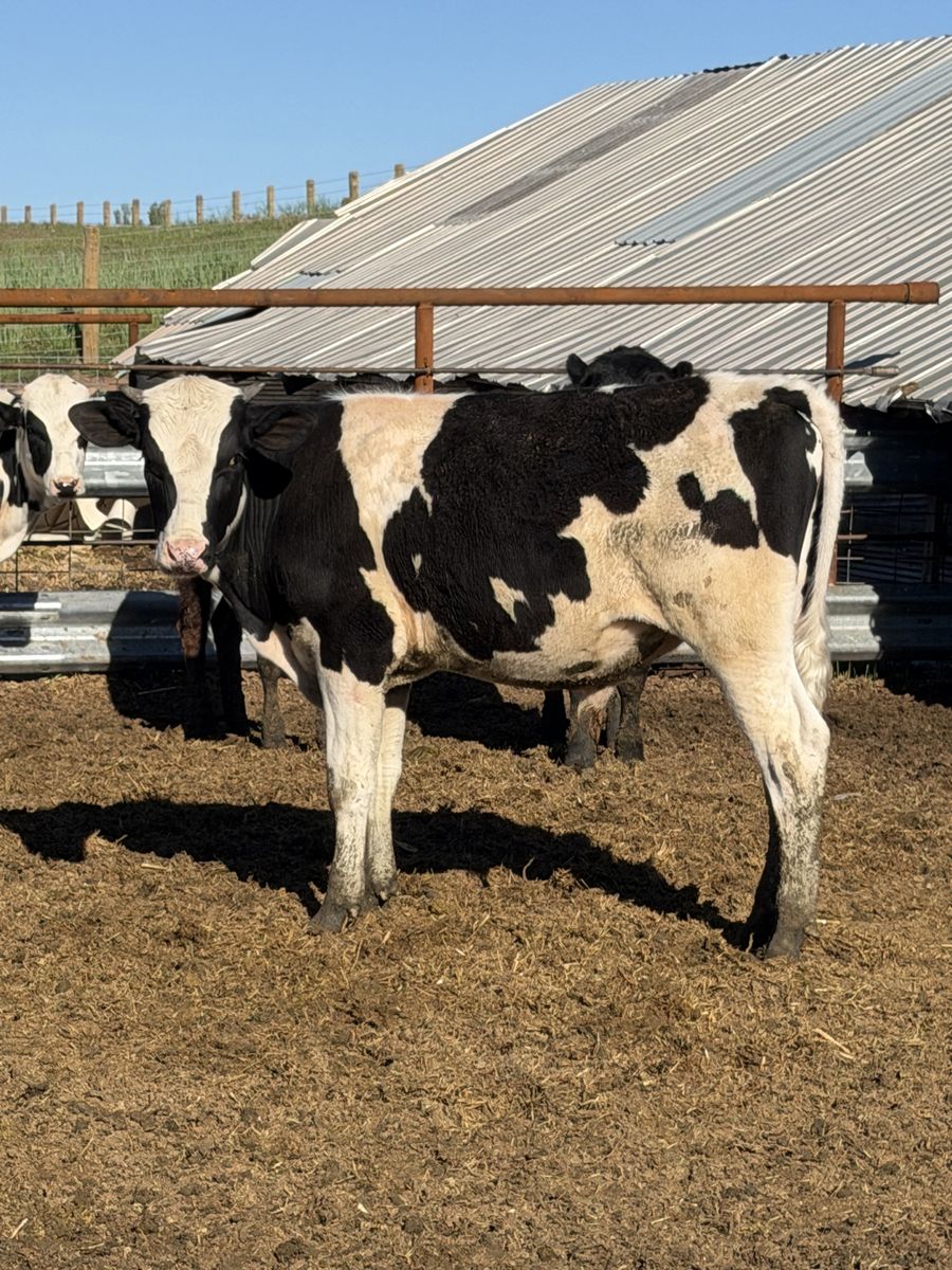675 pound Holstein steers