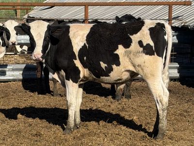 675 pound Holstein steers