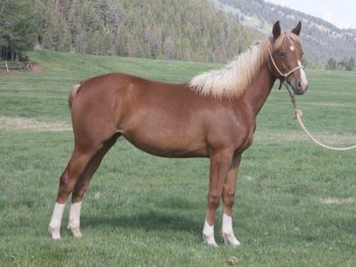 Registered Sorrel filly