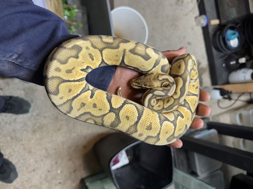Ball Python