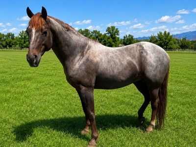 Metallic Hitman - Stallion Services