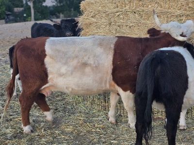 mid/ miniature Galloway/hereford southpark bull and cows