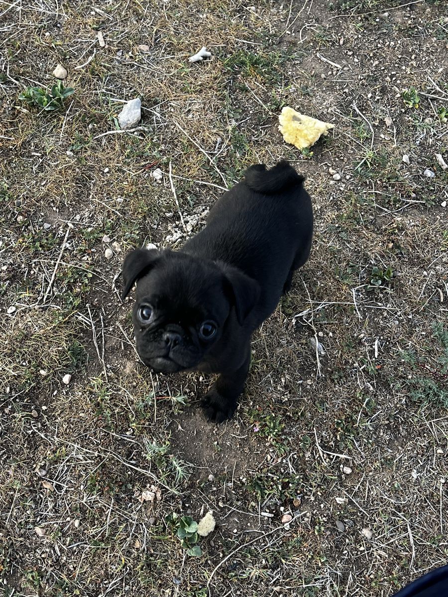 Male Black PUG puppy!