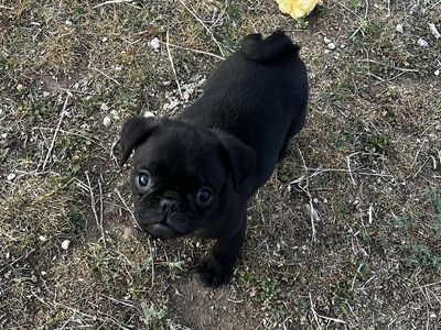 Male Black PUG puppy!
