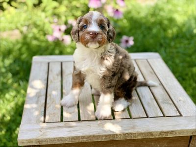Mini Bernedoodle Female Chocolate Merle Guardian Home opportunity