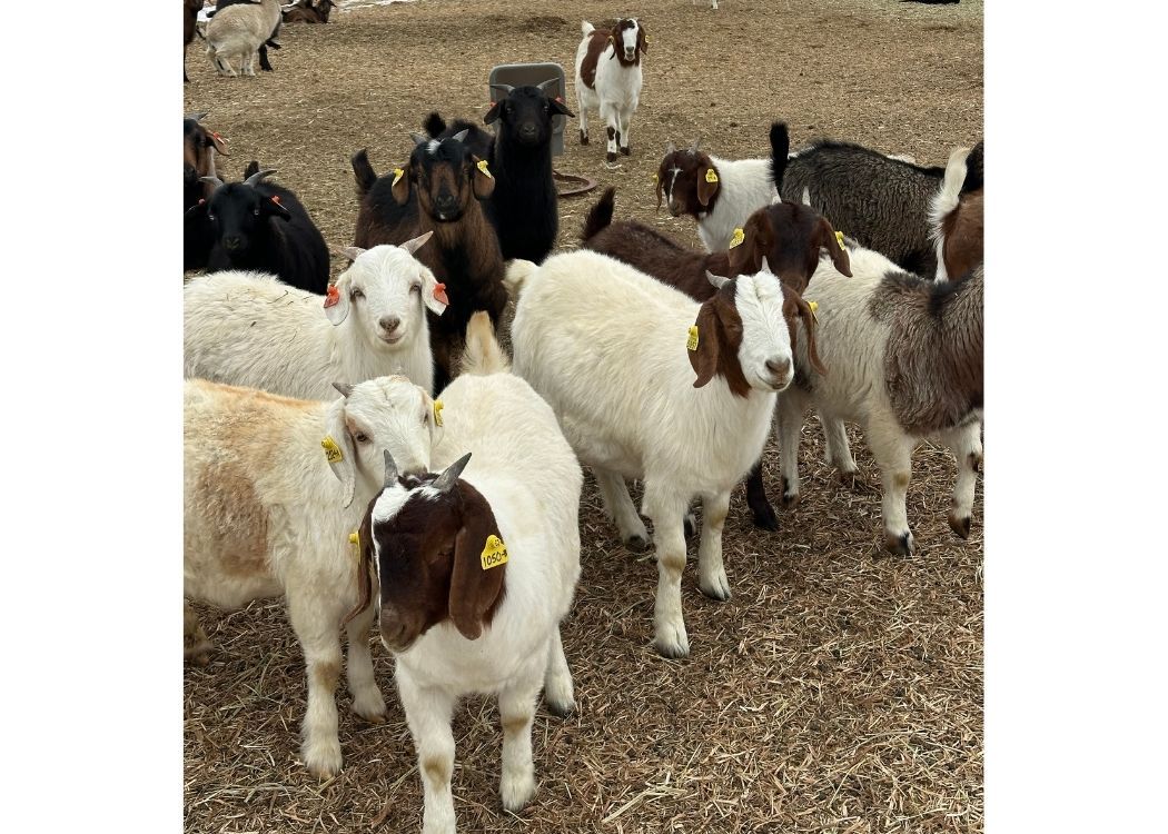 Meat Goats for Sale, Spanish, Boer