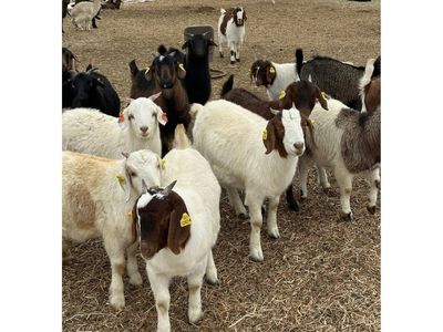 Meat Goats for Sale, Spanish, Boer