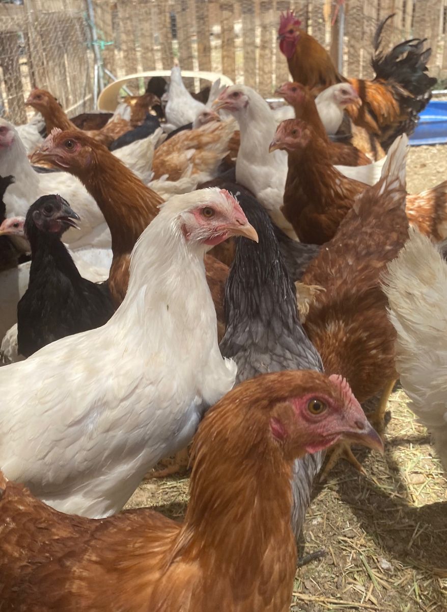 Hens about to lay