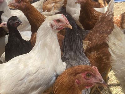 Hens about to lay
