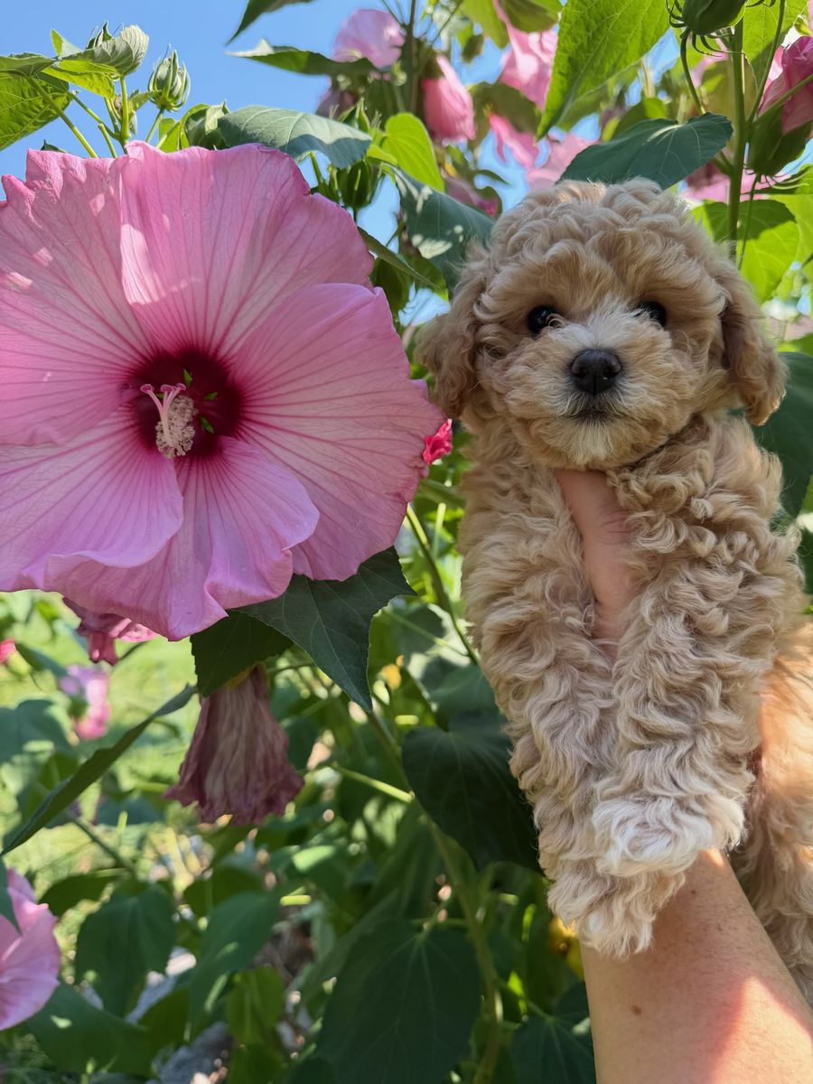 Perfect Poochons Puppies, Bichon Frise-Toy Poodle