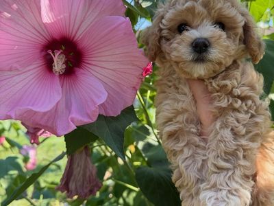 Perfect Poochons Puppies, Bichon Frise-Toy Poodle