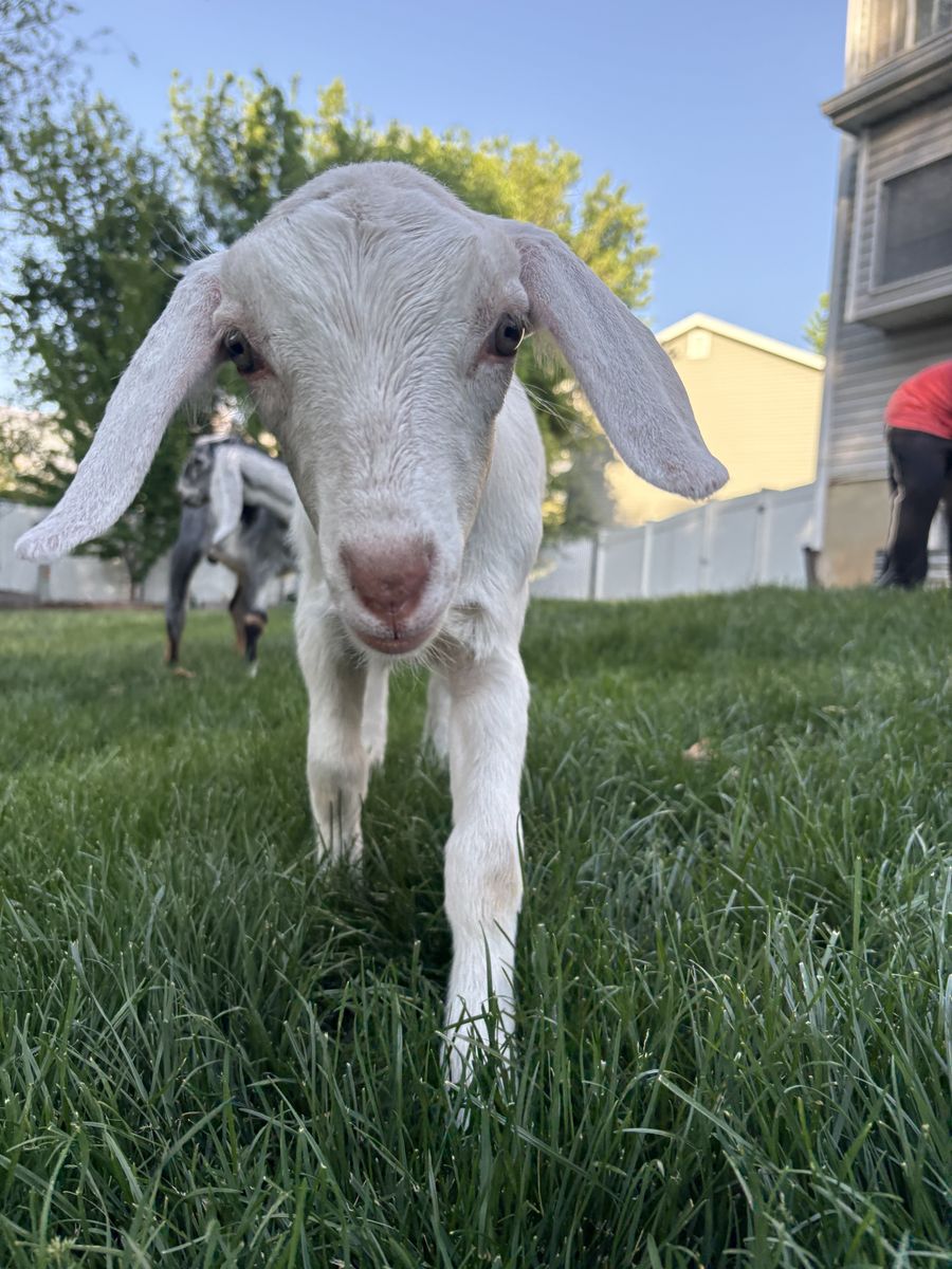 Baby Goats for Sale