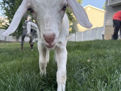 Baby Goats for Sale