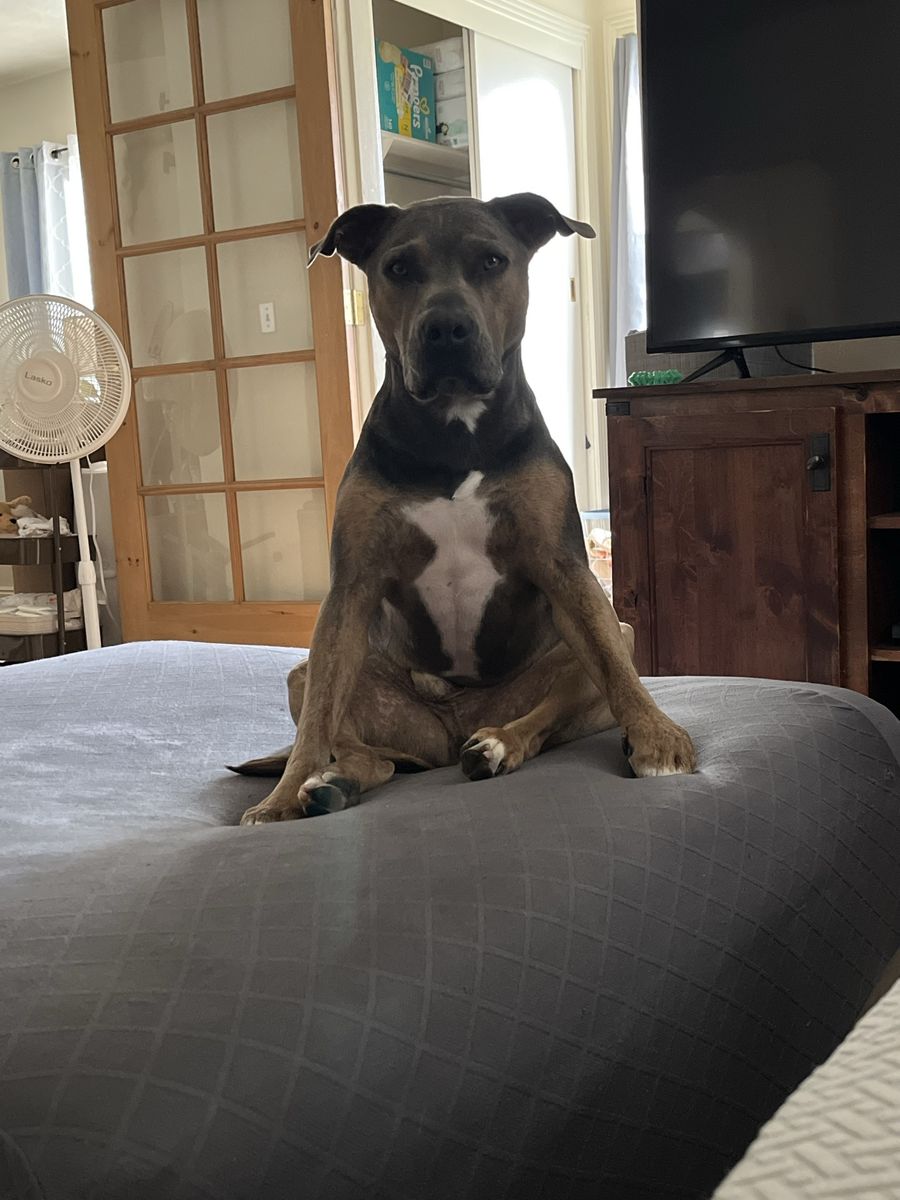 Pittie siblings need a new home!