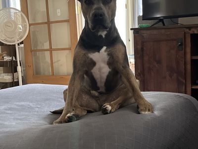 Pittie siblings need a new home!