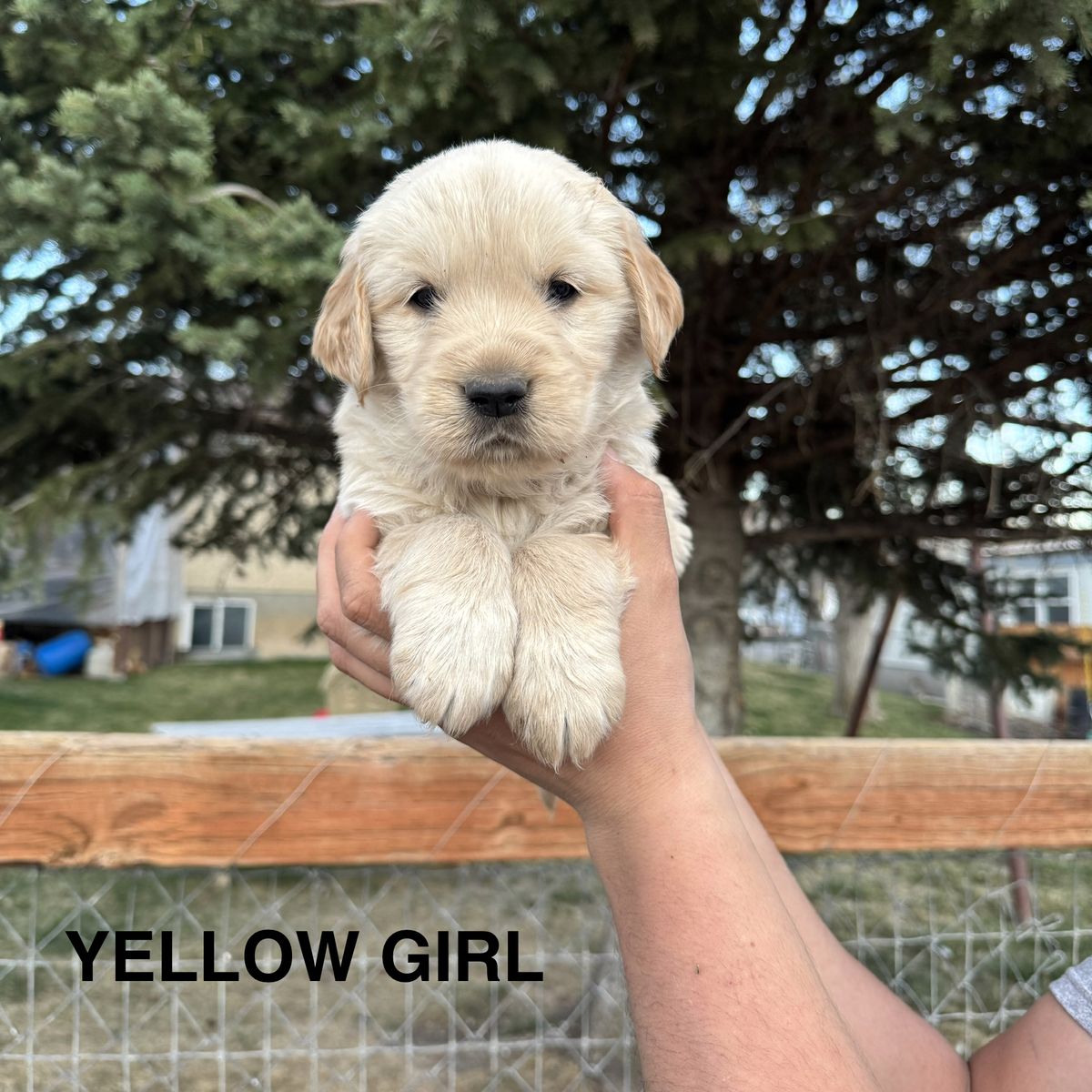 AKC Registered Puppies