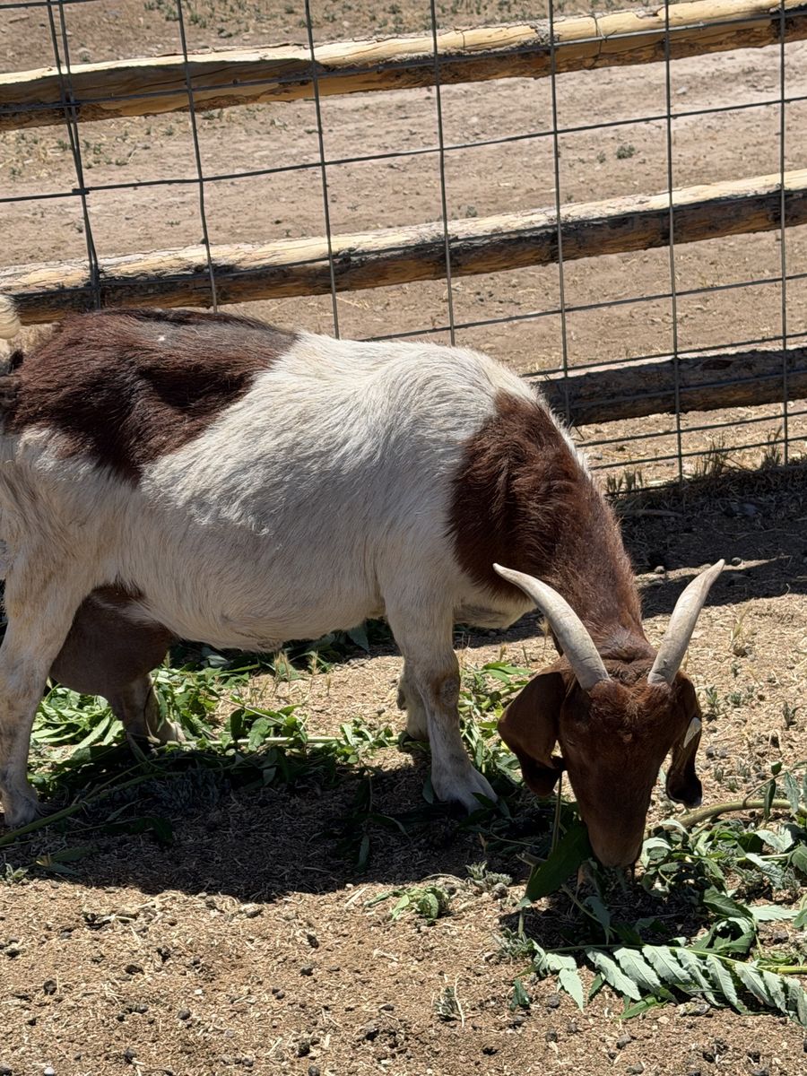 Full Boer Doe Nanny Goat