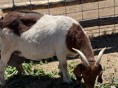 Full Boer Doe Nanny Goat