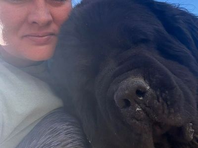 Newfoundlands