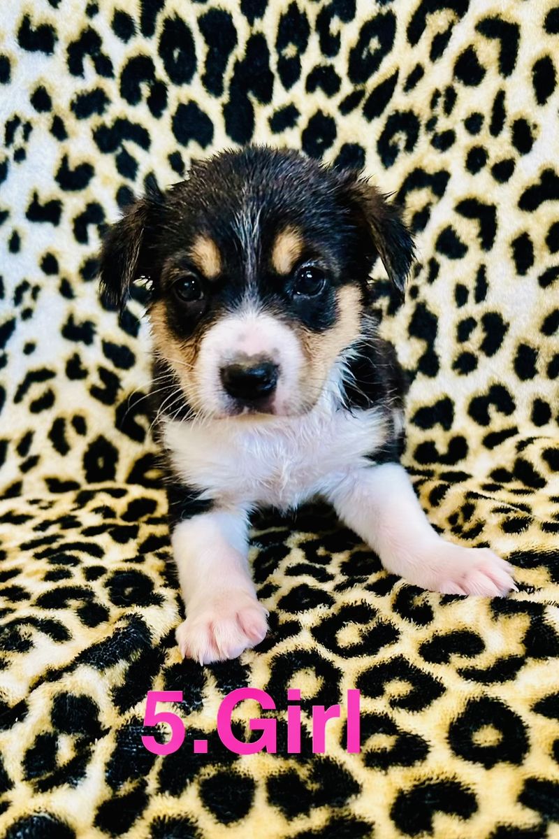 Corgi X Kelpie Puppies