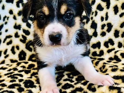 Corgi X Kelpie Puppies
