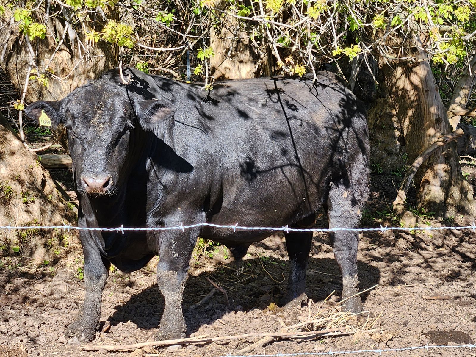 Registered SimAngus bull and cows for sale