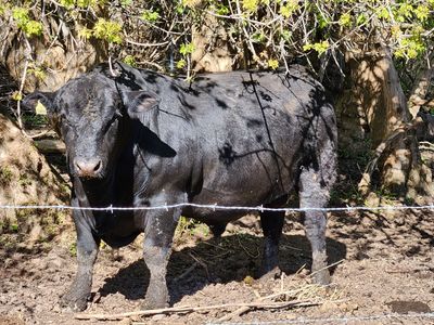 Registered SimAngus bull and cows for sale