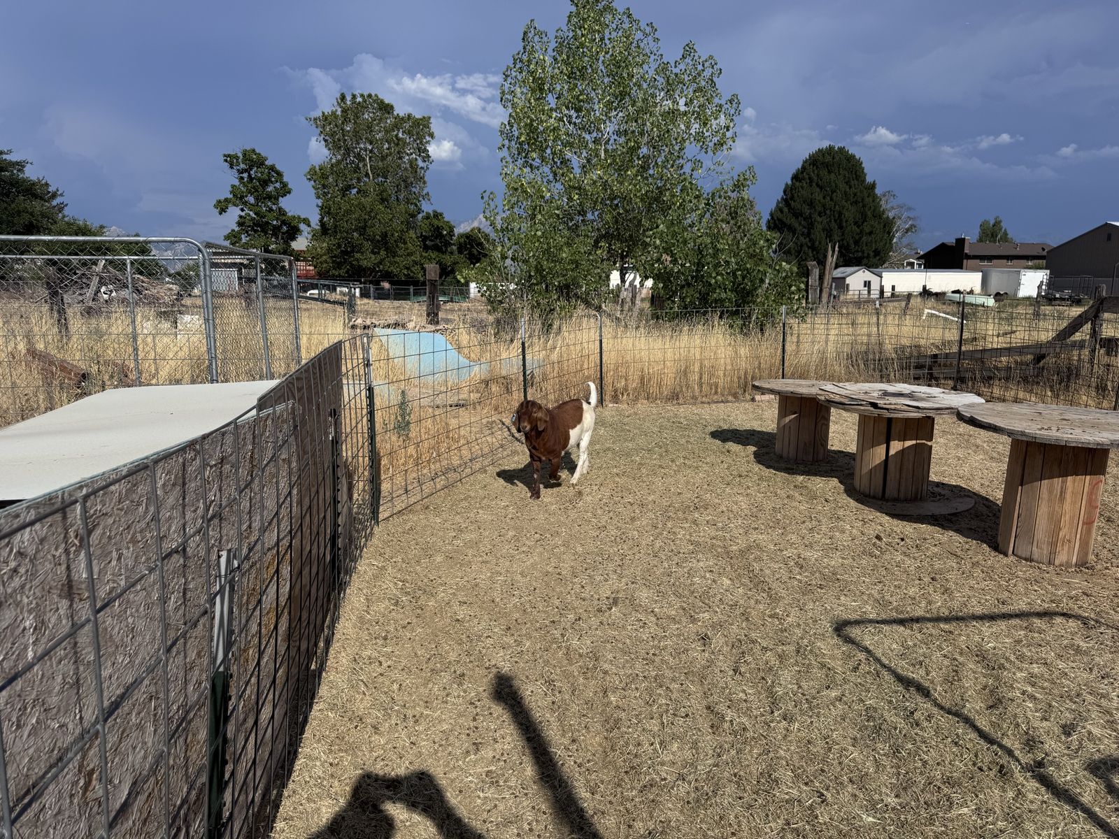 1.5 year old Boer Goat Buck