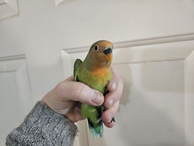 Semi-Tame Baby Lovebirds