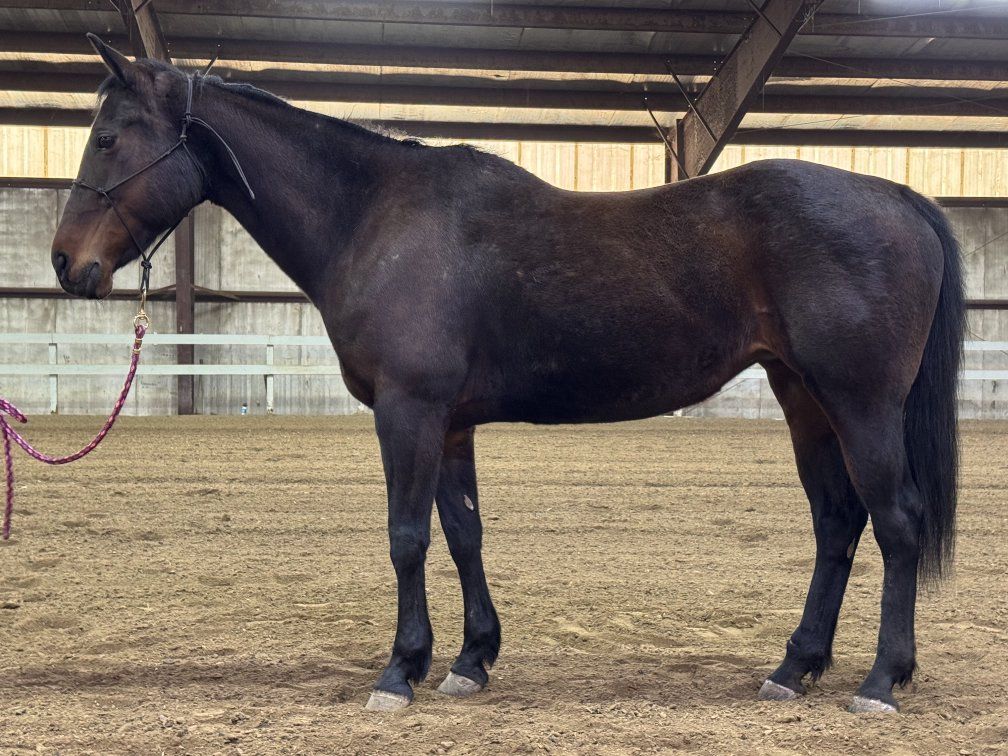 Trail and Arena QH mare