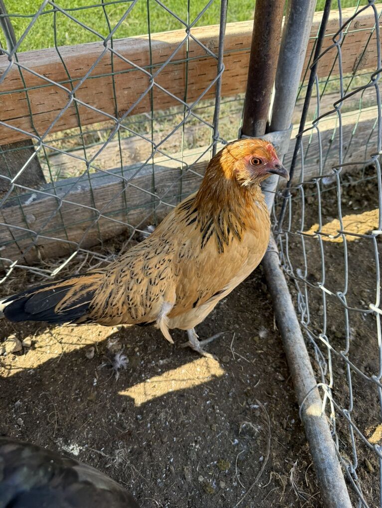 Buttercup/Mille Mix Pullet