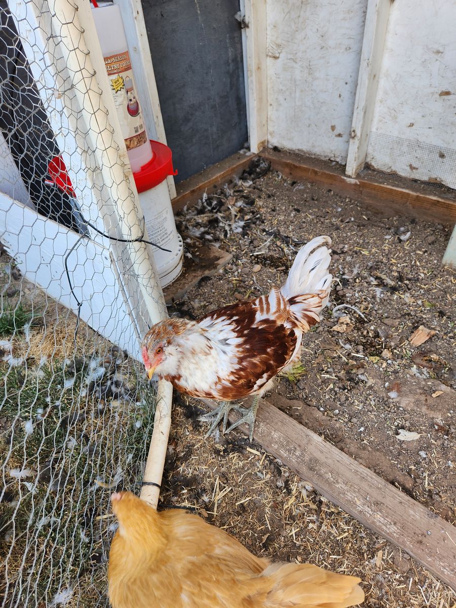 Rooster easter egger