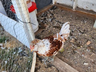 Rooster easter egger