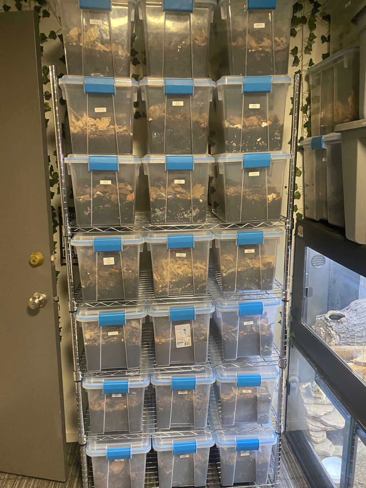 Downsizing Isopods, Springtiald And Roaches