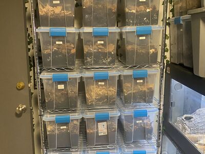 Downsizing Isopods, Springtiald And Roaches